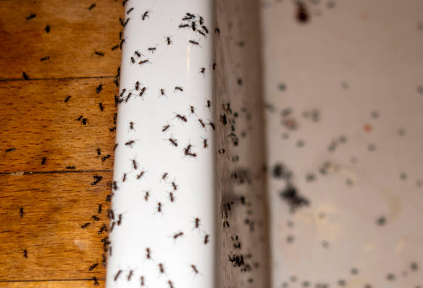Professional Pest Control in Tusculum, TN