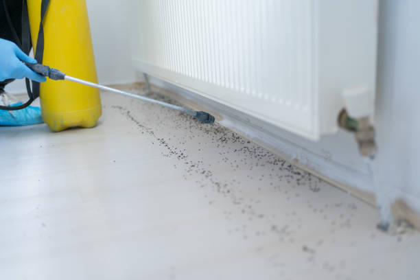 Best Wasp Removal Services  in Tusculum, TN